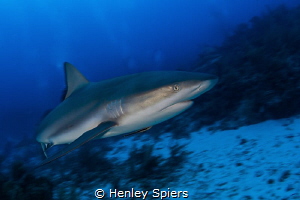 Shark Speed by Henley Spiers 